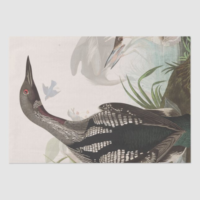 Audubon Loons Heron Birds Wildlife Tissue Paper (Front)