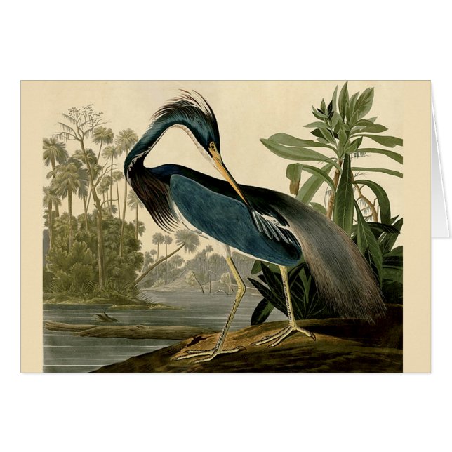Audubon Louisiana Heron Birds America Art (Front Horizontal)