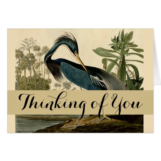 Audubon Louisiana Heron Birds America Art (Front Horizontal)