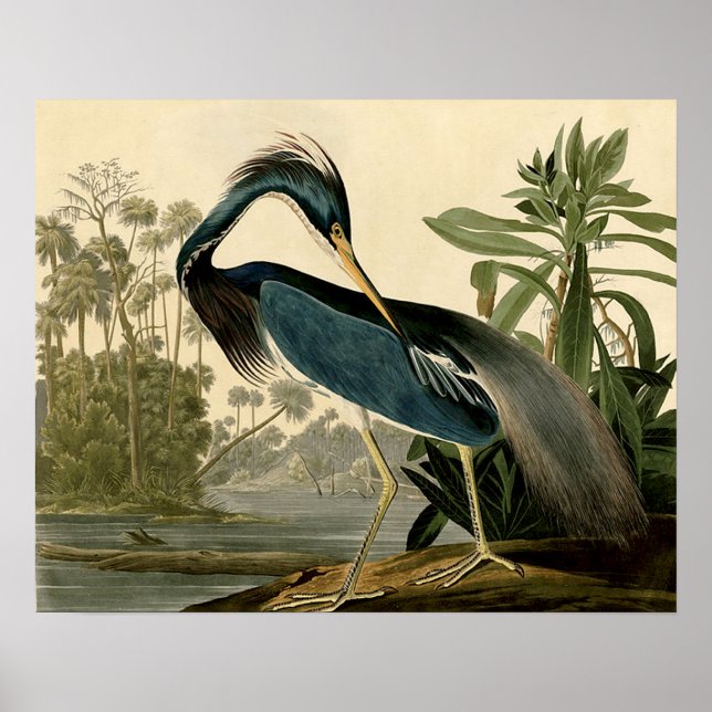 Audubon Louisiana Heron Birds America Art Poster (Front)