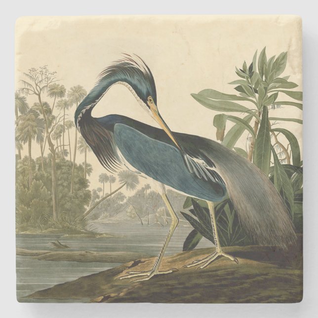 Audubon Louisiana Heron Birds America Art Stone Coaster (Front)
