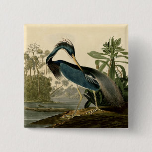 Audubon Louisiana Heron Water Bird 15 Cm Square Badge