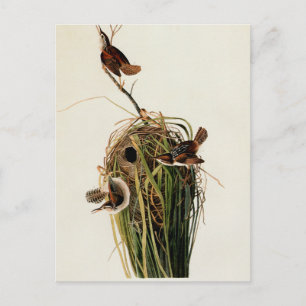 Audubon Marsh Wren Bird Art Postcard