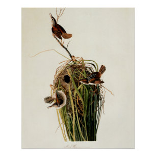 Audubon Marsh Wren Bird Art Poster
