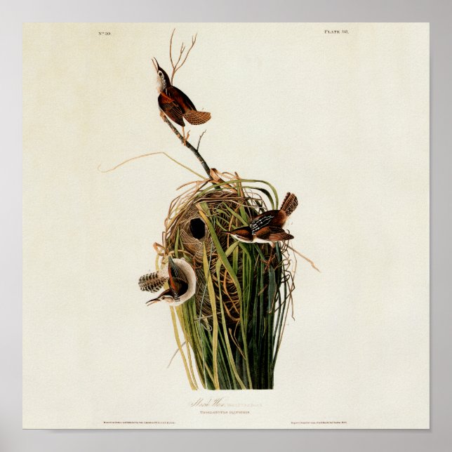 Audubon Marsh Wren Bird Art Poster (Front)