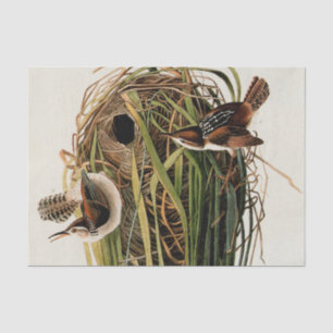 Audubon Marsh Wren Bird Art Tissue Paper