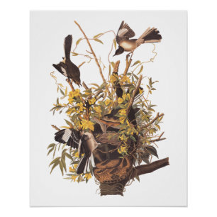 Audubon Mockingbird Family vs Snake Poster