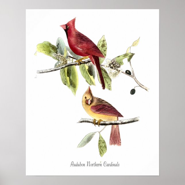 Audubon Norhern Cardinals Poster (Front)