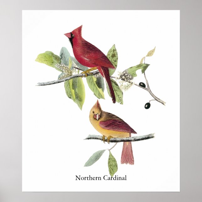 Audubon Northern Cardinal Poster (Front)