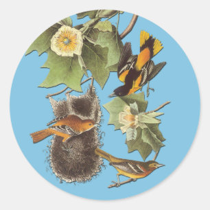 Audubon Northern Oriole Bird Art Stickers