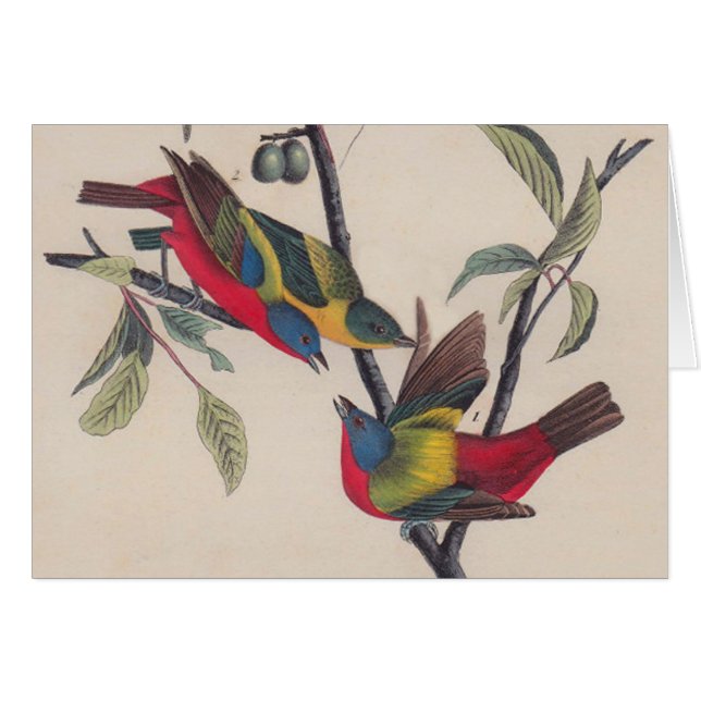 Audubon Painted Bunting Bird Wildlife (Front Horizontal)