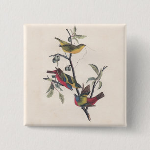 Audubon Painted Bunting Bird Wildlife 15 Cm Square Badge