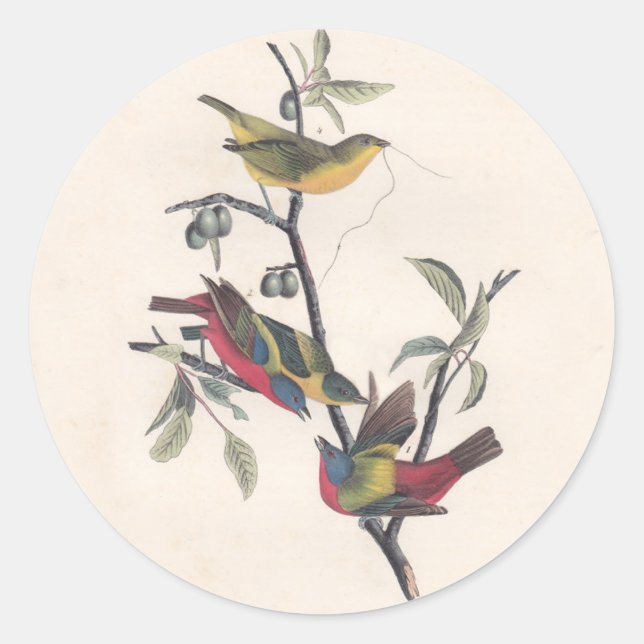 Audubon Painted Bunting Bird Wildlife Classic Round Sticker (Front)