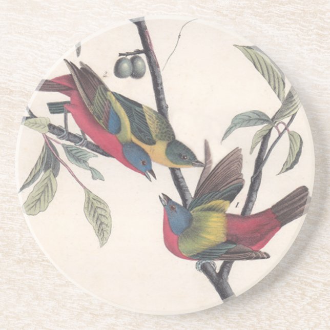 Audubon Painted Bunting Bird Wildlife Coaster (Front)