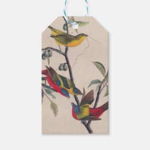 Audubon Painted Bunting Bird Wildlife Gift Tags