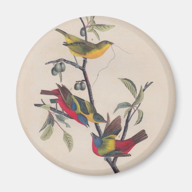 Audubon Painted Bunting Bird Wildlife Magnet (Front)
