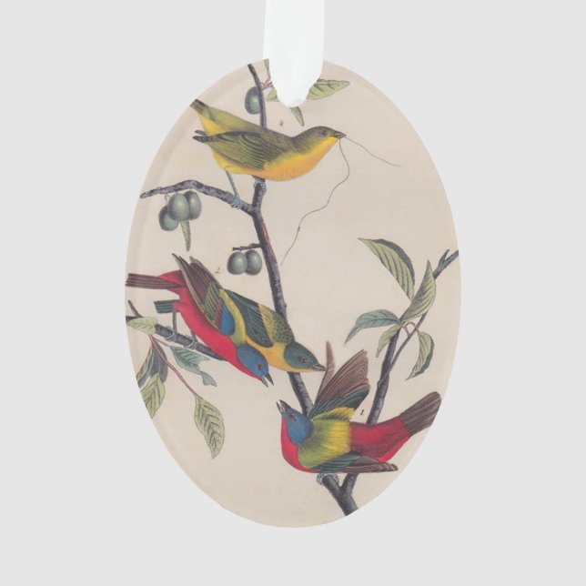 Audubon Painted Bunting Bird Wildlife Ornament (Back)