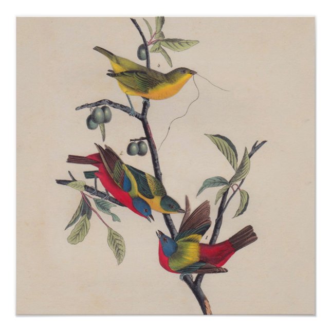 Audubon Painted Bunting Bird Wildlife Poster (Front)