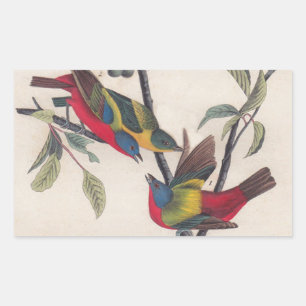 Audubon Painted Bunting Bird Wildlife Rectangular Sticker
