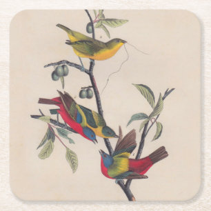 Audubon Painted Bunting Bird Wildlife Square Paper Coaster