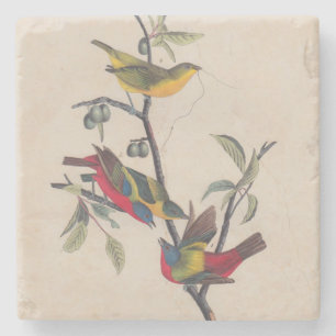 Audubon Painted Bunting Bird Wildlife Stone Coaster