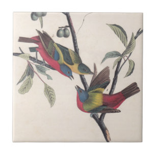 Audubon Painted Bunting Bird Wildlife Tile