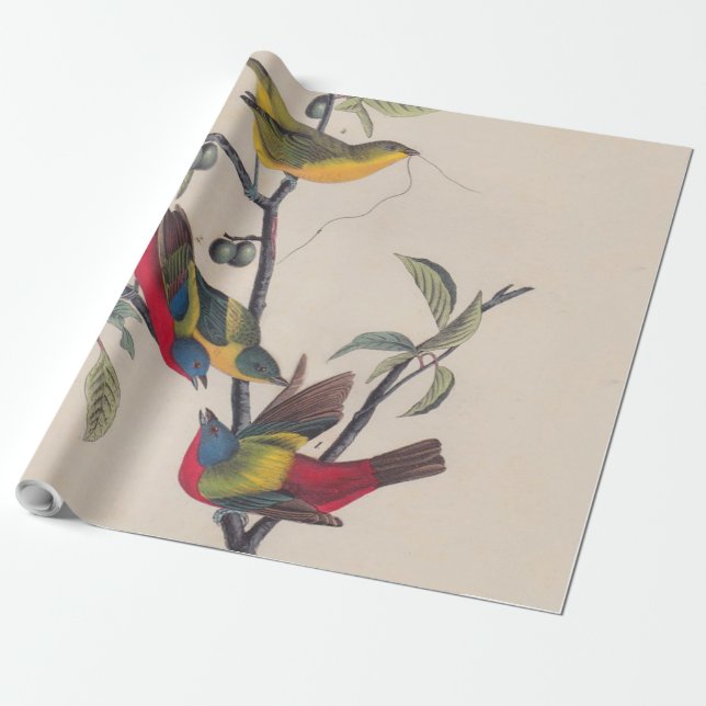 Audubon Painted Bunting Bird Wildlife Wrapping Paper (Unrolled)