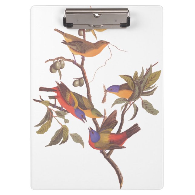 Audubon Painted Bunting Birds in a Cherokee Plum Clipboard (Front)