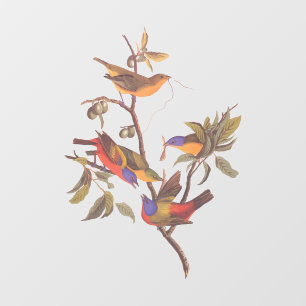 Audubon Painted Bunting Birds is Wild Plum Tree