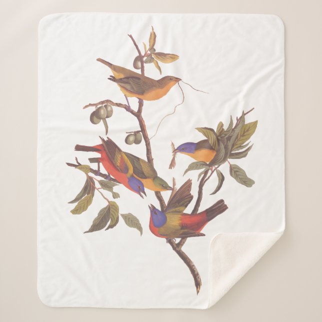 Audubon Painted Bunting Birds is Wild Plum Tree Sherpa Blanket (Front)