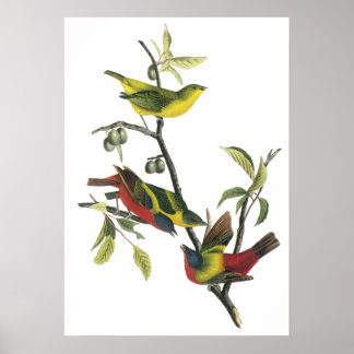 Audubon Painted Bunting Poster