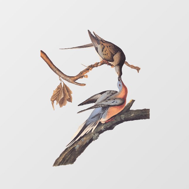 Audubon Pair of Kissing Passenger Pigeons (Sheet)
