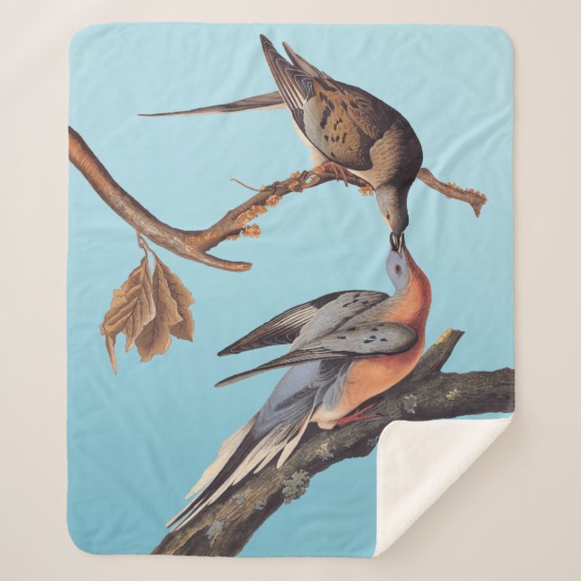 Audubon Pair of Kissing Passenger Pigeons Sherpa Blanket (Front)