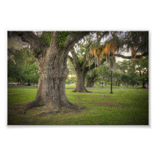 Audubon Park Live Oaks Photo Print