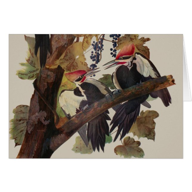 Audubon Pileated Woodpecker Bird Painting (Front Horizontal)