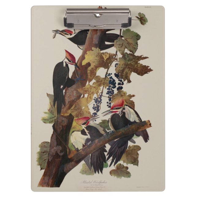 Audubon Pileated Woodpecker Bird Painting Clipboard (Front)