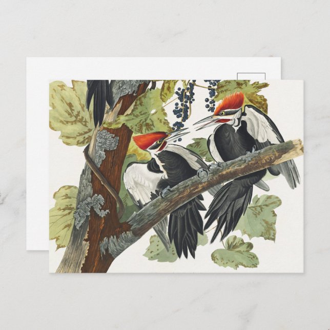Audubon Pileated Woodpecker Bird Painting Postcard (Front/Back)
