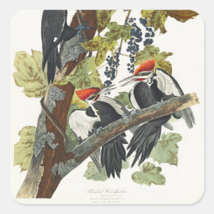 Audubon Pileated Woodpecker Bird Painting Square Sticker
