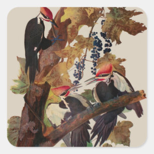 Audubon Pileated Woodpecker Bird Painting Square Sticker