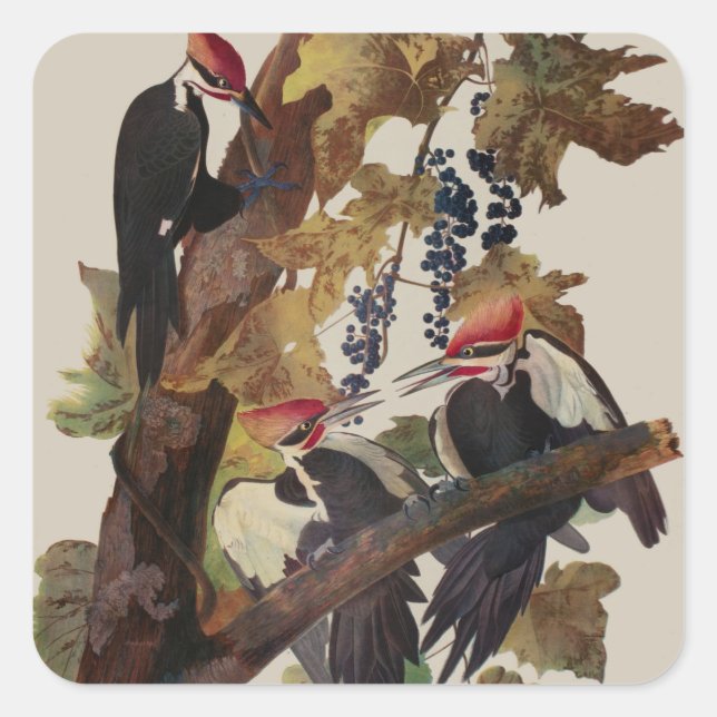 Audubon Pileated Woodpecker Bird Painting Square Sticker (Front)
