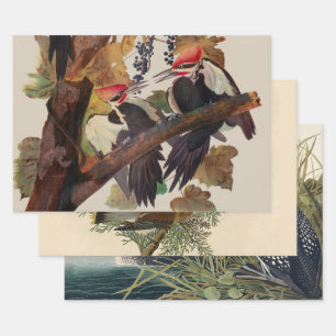 Audubon Pileated Woodpecker Bird Painting Wrapping Paper Sheet