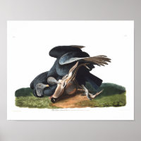 Audubon Plate 106 Black Vulture