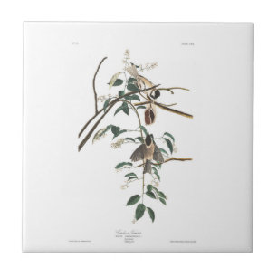 Audubon Plate 160 Black-capped Titmouse Tile