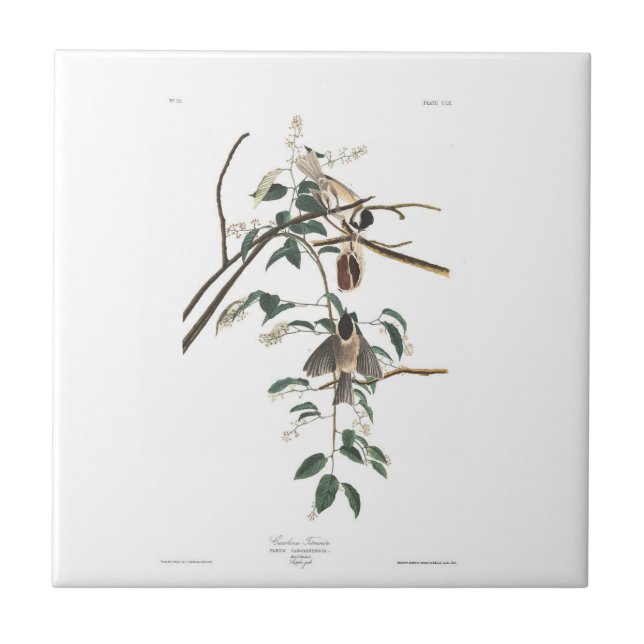 Audubon Plate 160 Black-capped Titmouse Tile (Front)