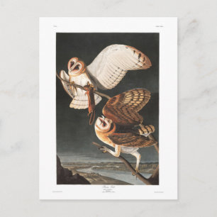 Audubon Plate 171 Barn Owl Postcard