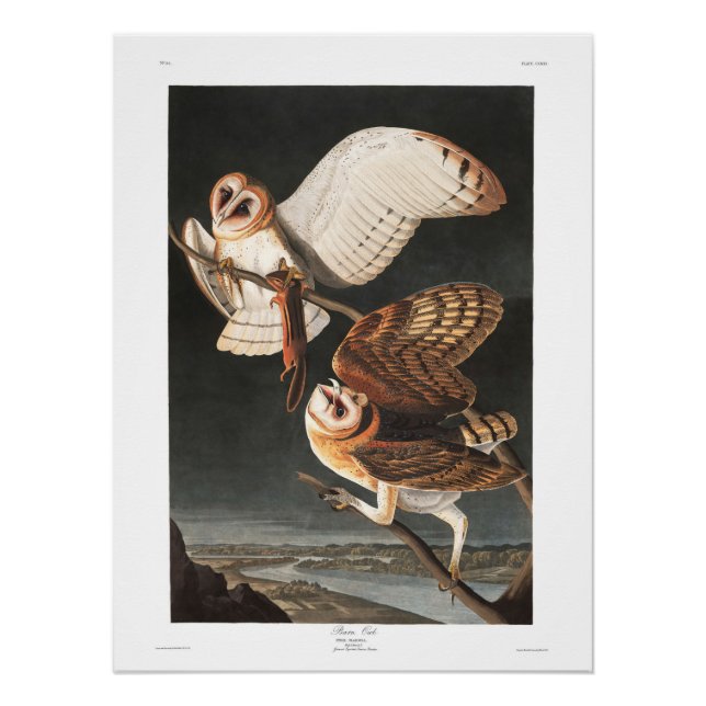 Audubon Plate 171 Barn Owl Poster (Front)