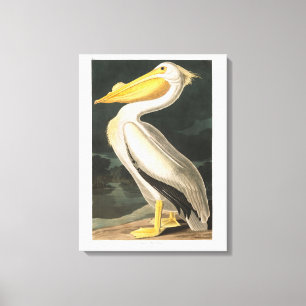 Audubon Plate 311 American White Pelican Canvas Print