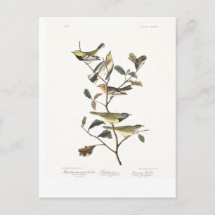 Audubon Plate 399 Black-throated Green Warbler Postcard