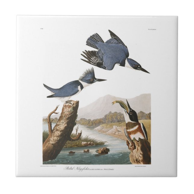 Audubon Plate 77 Belted Kingfisher Ceramic Tile (Front)