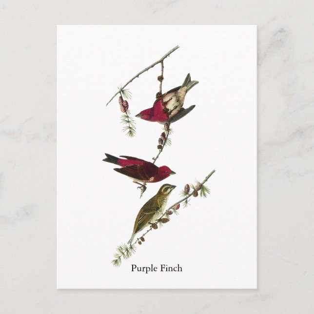 Audubon Purple Finch Postcard (Front)